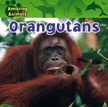 Orangutans (Amazing Animals)