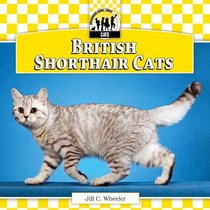 British Shorthair Cats (Cats Set 6)