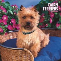 Cairn Terriers 2008 Square Wall Calendar (Multilingual Edition)