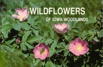 Wildflowers of Iowa woodlands