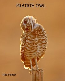 Prairie Owl