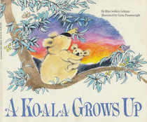 A Koala Grows Up