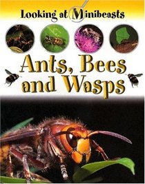 Ants, Bees and Wasps (Looking at Minibeasts)