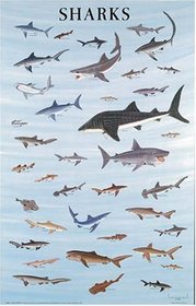 Sharks Poster (Posters)