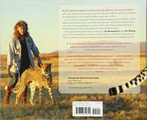 Chasing Cheetahs: The Race to Save Africa's Fastest Cat (Scientists in the Field Series)