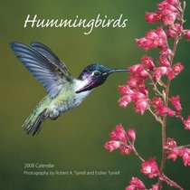 Hummingbirds 2008 Square Wall Calendar (German, French, Spanish and English Edition)