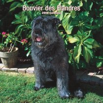 Bouvier des Flandres 2008 Square Wall Calendar (German, French, Spanish and English Edition)
