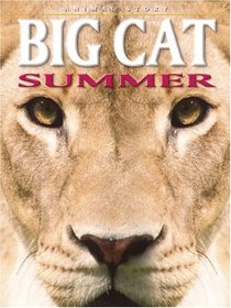 Big Cat Summer