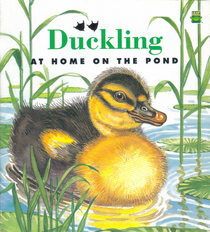 Duckling at Home on the Pond