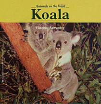 Koala (Animals in the Wild)