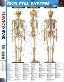 Spark Charts Skeletal System (SparkNotes SparkCharts)