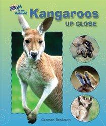 Kangaroos Up Close (Zoom in on Animals!)