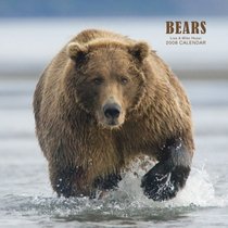 Bears 2008 Square Wall Calendar