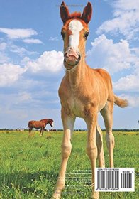 Password notebook: Large internet address and password logbook / journal / diary - Cute foal cover (Horse lover's notebooks)