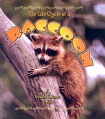 Life Cycle of a Raccoon (Life Cycle)