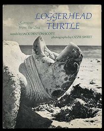 Loggerhead Turtle: Survivor from the Sea