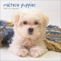 Maltese Puppies 2008 Mini Wall Calendar (German, French, Spanish and English Edition)