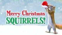 Merry Christmas Squirrels!