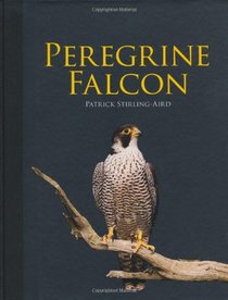 Peregrine Falcon