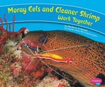 Moray Eels and Cleaner Shrimp Work Together (Animals Working Together)