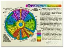 Iridology Chart Of Eye Reflexology (Rainbow)