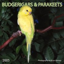 Budgerigars  Parakeets 2005 Wall Calendar