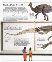 Corythosaurus (Dinosaur Spotter's Guides)