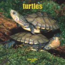 Turtles 2008 Square Wall Calendar (German, French, Spanish and English Edition)