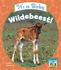 It's a Baby Wildebeest! (Baby African Animals)