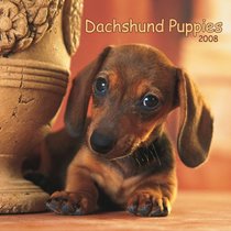 Dachshund Puppies 2008 Mini Wall Calendar