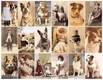 Postcard Dogs