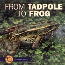 From Tadpole to Frog (Start to Finish)