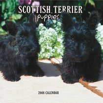 Scottish Terrier Puppies 2008 Mini Wall Calendar (German, French, Spanish and English Edition)