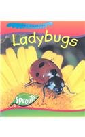 Ladybugs (Creepy Creatures)