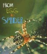 From Egg to Spider (How Living Things Grow)
