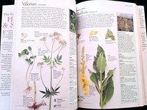 The complete book of herbs & spices