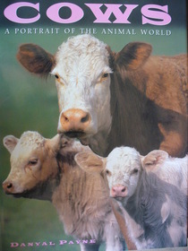 Cows (Portraits of the Animal World)