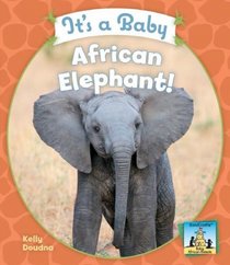 It's a Baby African Elephant! (Baby African Animals)