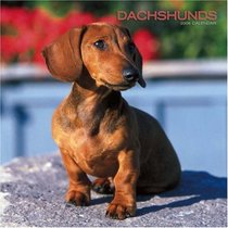 Dachshunds 2008 Square Wall Calendar (German, French, Spanish and English Edition)