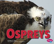 Ospreys (Birds of Prey)