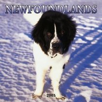 Newfoundlands 2005 Wall Calendar