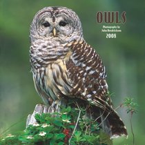 Owls 2008 Square Wall Calendar