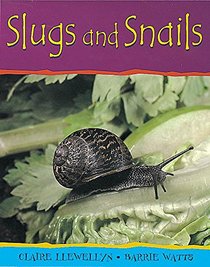 Slugs and Snails (Minibeasts)