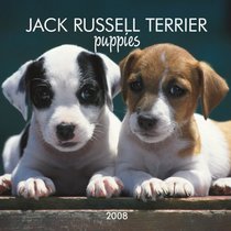 Jack Russell Terrier Puppies 2008 Mini Wall Calendar (German, French, Spanish and English Edition)