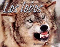 Los Lobos/wolves (Animales Depredadores/Animal Predators) (Spanish Edition)