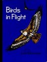 Birds in Flight