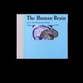 The Human Brain  Surface ThreeDimensional Sectional Anatomy and MRI