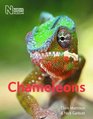 Chameleons Christopher Mattison and Nick Garbutt