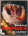 Wonders of Sponges