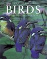 Encyclopedia of Birds Second Edition